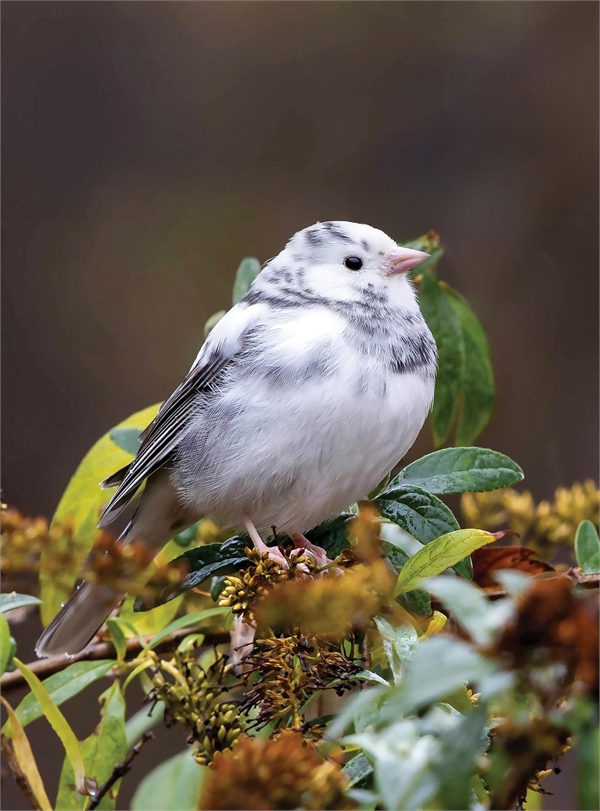 Image for article: White Wonders