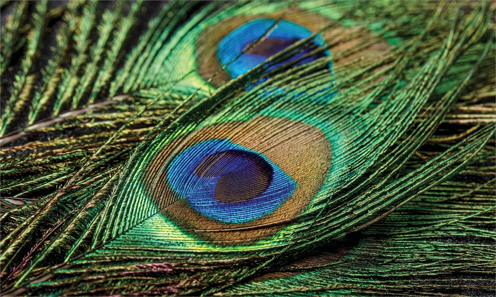 Image for article: The Tricks of Tails