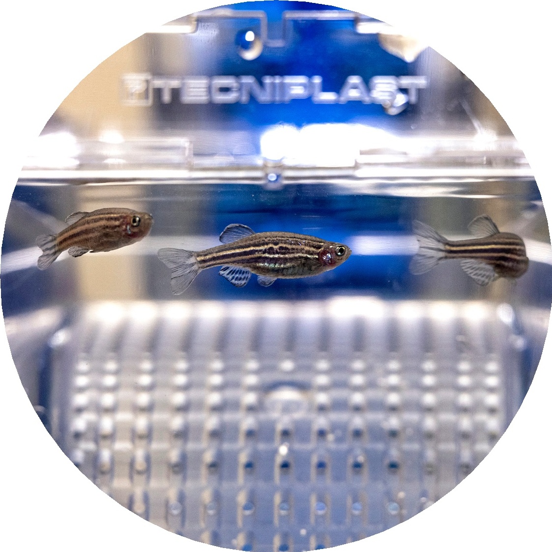 Obituary: Little Richard Dies At 87, image size:1123x1123