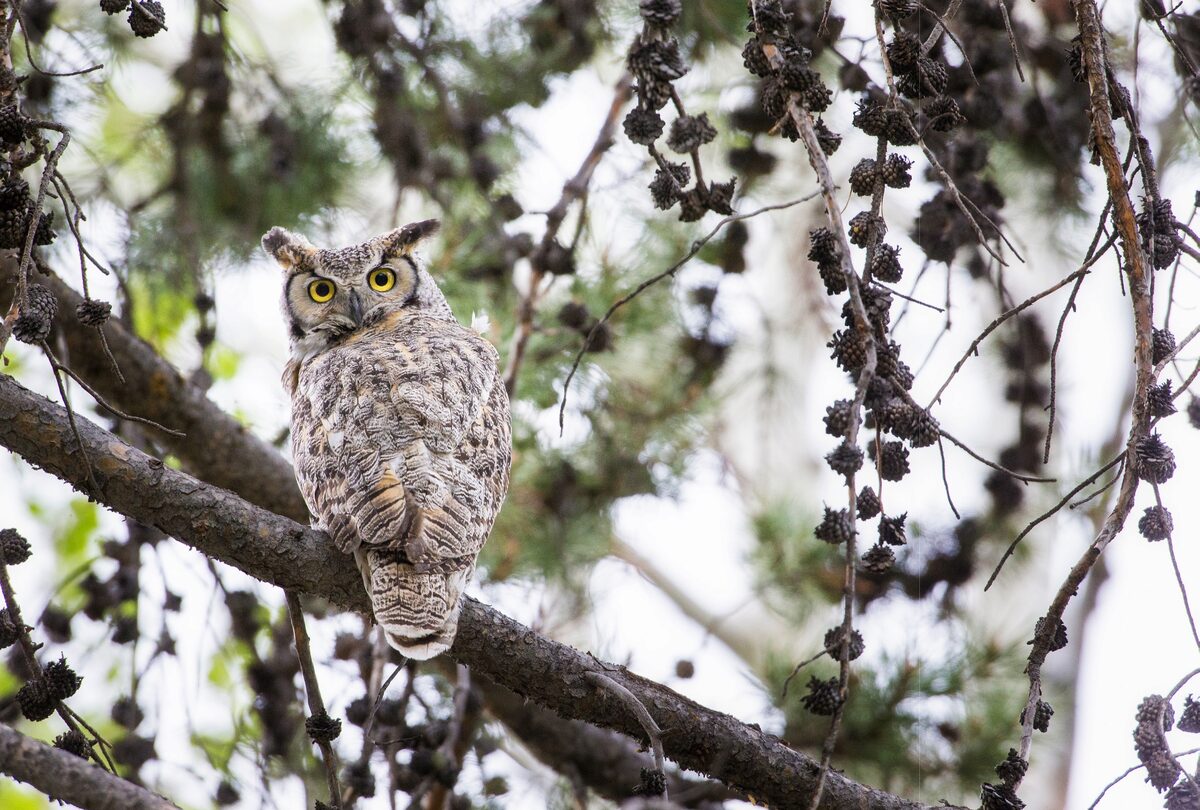 Most springs, a pair of great horned owls return to the ranch to build a nest and raise their young. Last year, this happened right outside our bedroom window. The mother, pictured here, would guide her young to wait in our front yard while she caught a gopher and then flew to the roof above our window with the hope of coaxing them to fly up and dine with her. After weeks of squawking, banging and plenty of flapping, the young owlets finally got the hang of it.