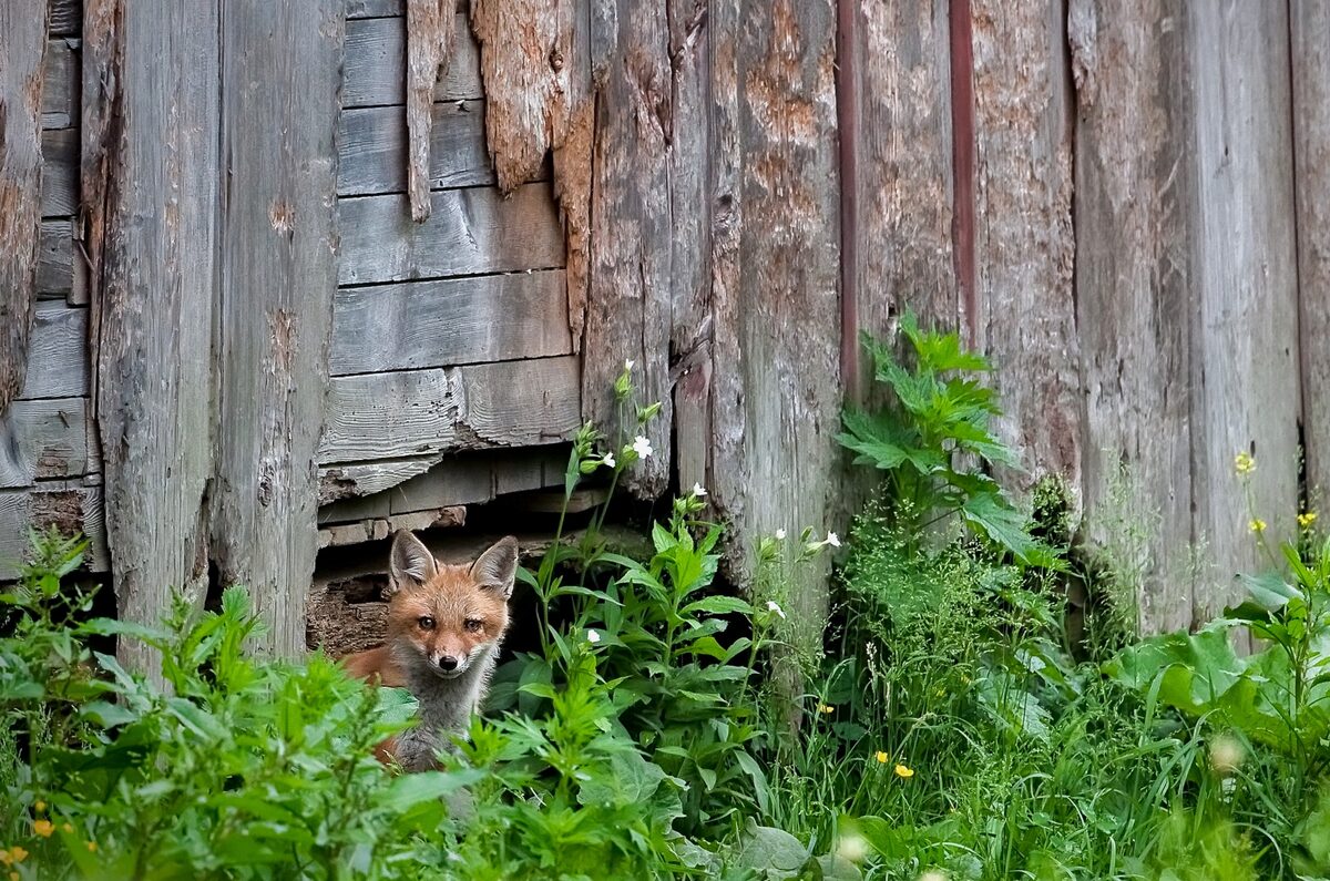 A red fox vixen peeks out from her den under a barn.