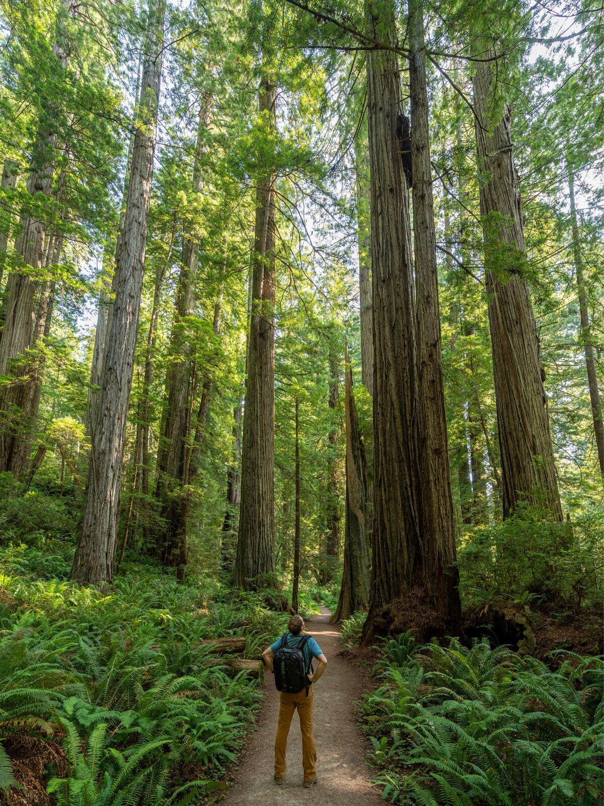 Hiking in Redwood National Park in northern California. Nikon D850, AF-S NIKKOR 14-24mm F2.8G ED. Exposure: 1/20 sec., ƒ/5.6, ISO 200.