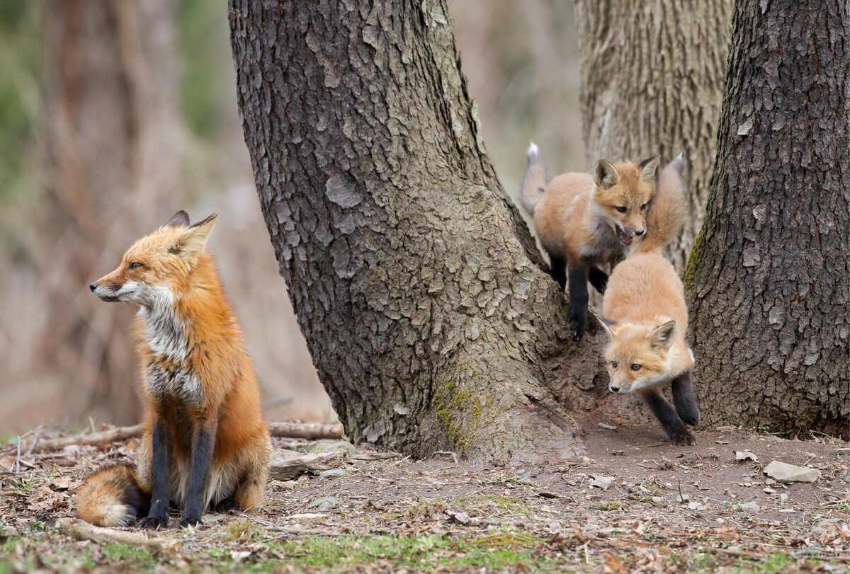 A father fox keeps a look out while two of his kits play in the crook of a tree.