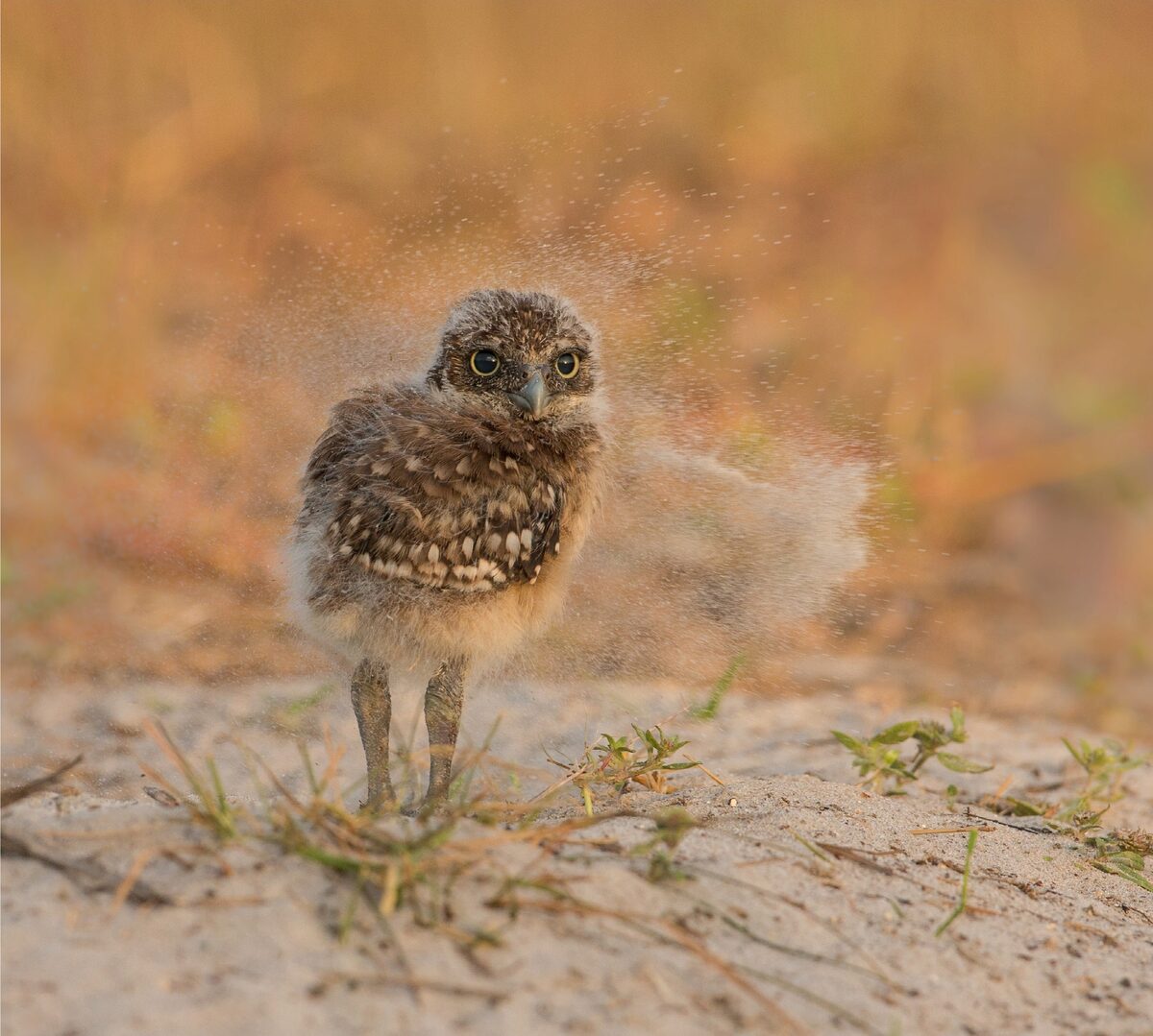 <span style="font-style: italic;">Canon EOS-1D X, Canon EF 500mm f/4L IS II USM, Manfrotto tripod, Jobu Jr. ballhead. Exposure: 1/800 sec., ƒ/4, ISO 1250.</span>