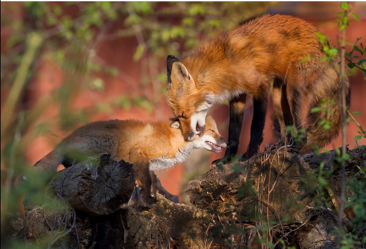 Father fox tenderly greets his kit near their den under a shed.