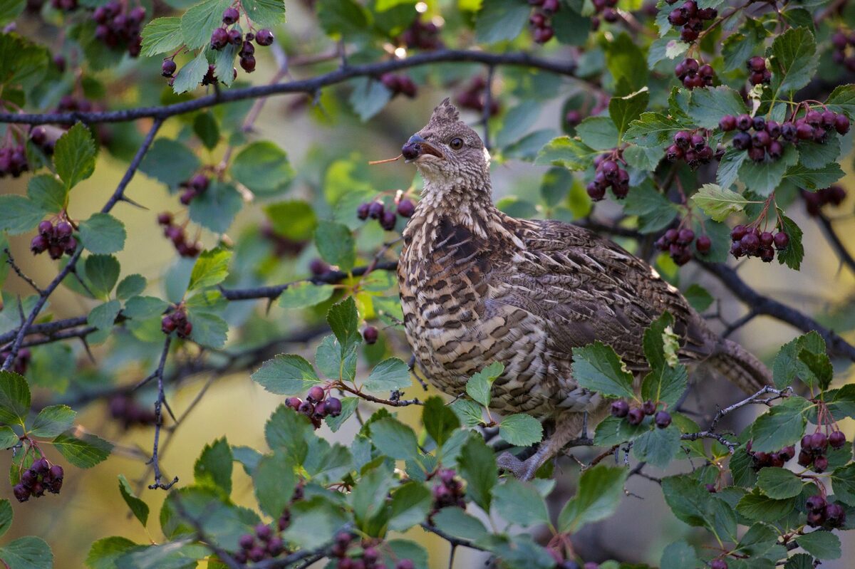 Each year, we have a female ruffed grouse who raises a train of chicks in our driveway flowerbed. We’ll hear their chirping and fluttering once they're a few weeks old and become brave enough to explore the yard. On one particular evening, we returned home to find the mom and her babies all over a hawthorn tree eating berries.