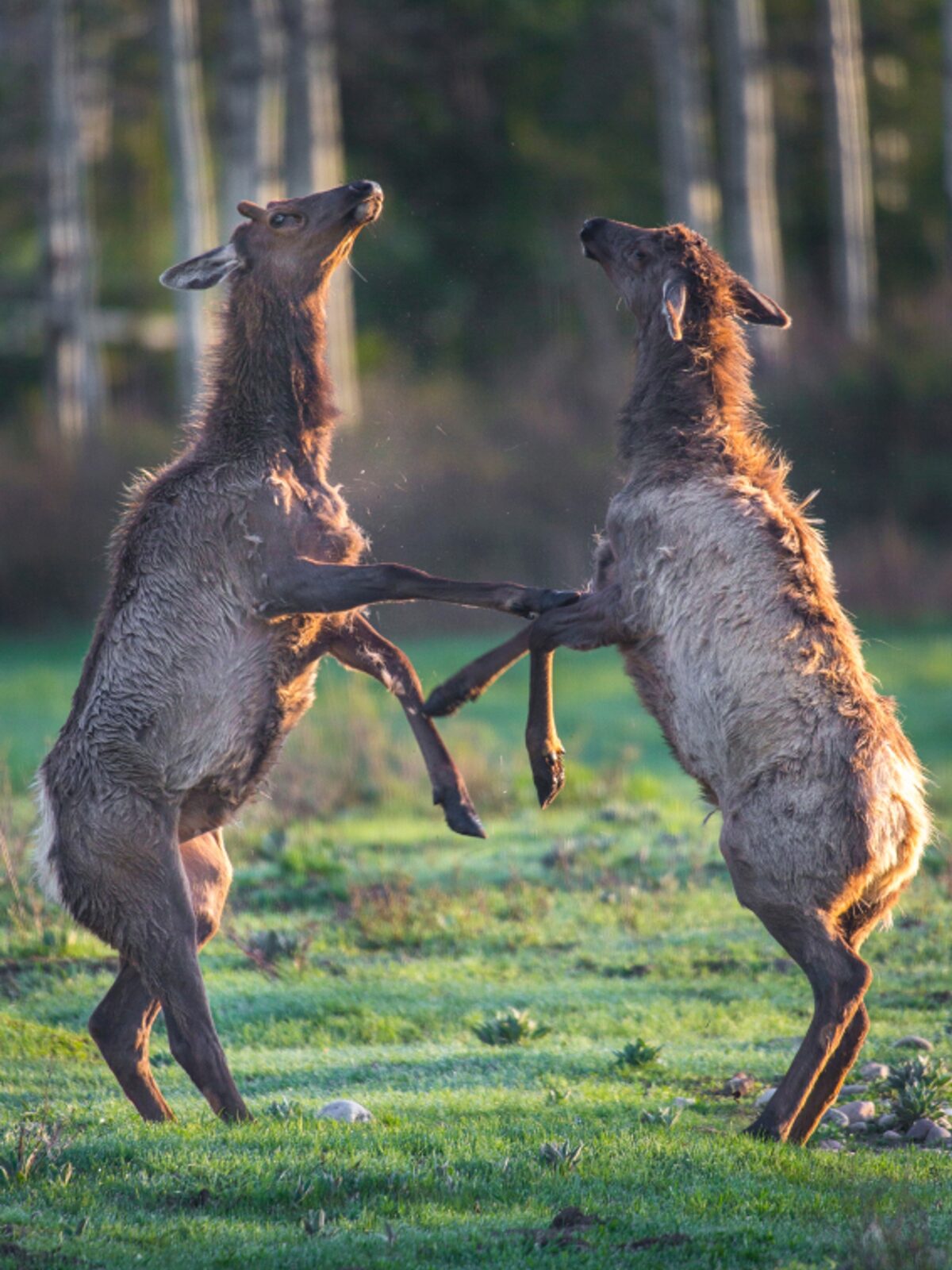 Every spring and fall, hundreds of elk pass through the ranch on their annual migrations. Once here, they often spend several weeks settling down, having babies or participating in the dramatic fall rut. One morning, I was woken up by a racket and found two juvenile elk sparring in the field beyond our bedroom window. They'd rear up, box and then playfully bounce and chase each other through the trees.