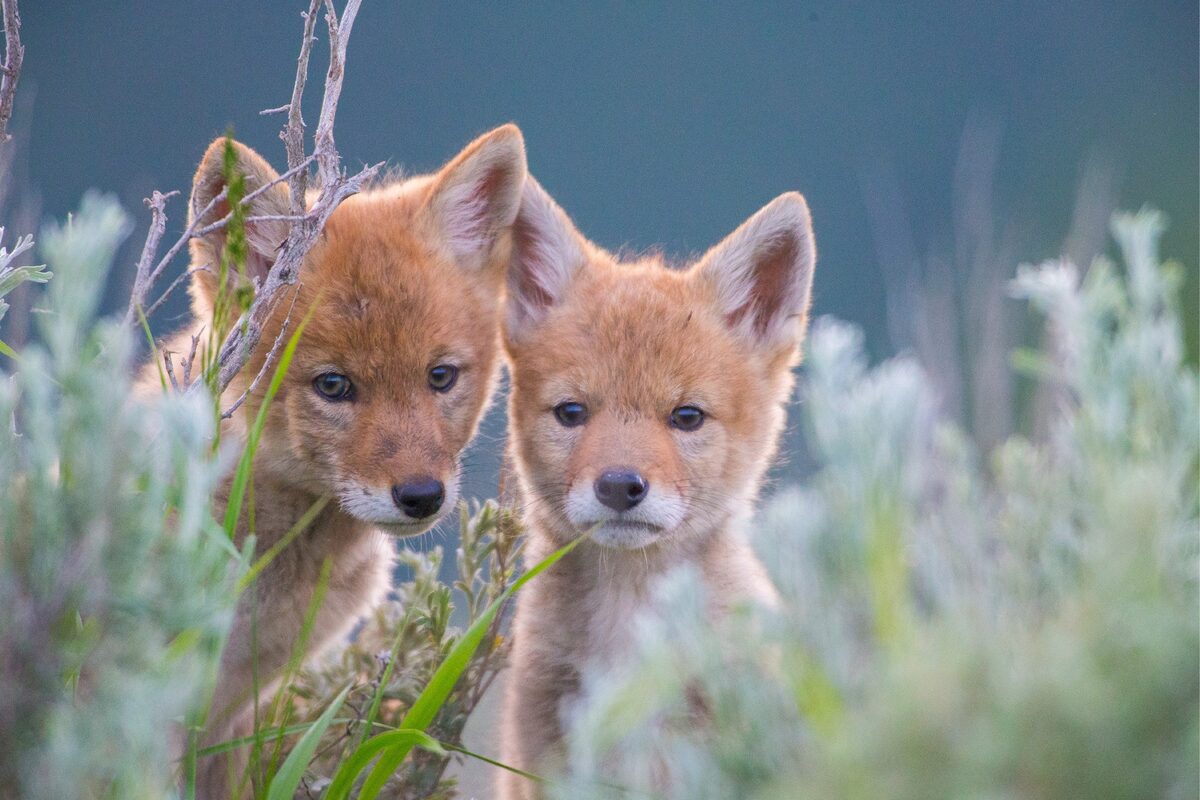 This was the first portrait I captured during my initial encounter with the coyote family near my house. The one on the right with the frown became comfortable and curious with my presence and would trot to greet me each time I visited their home. These two still live on the ranch today and frequently mouse at the far end of our backyard.