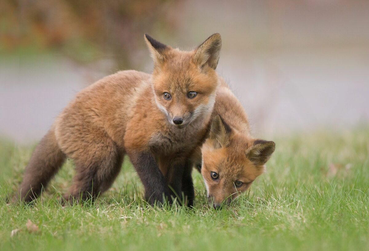 Red fox kits exploring the world outside their den.