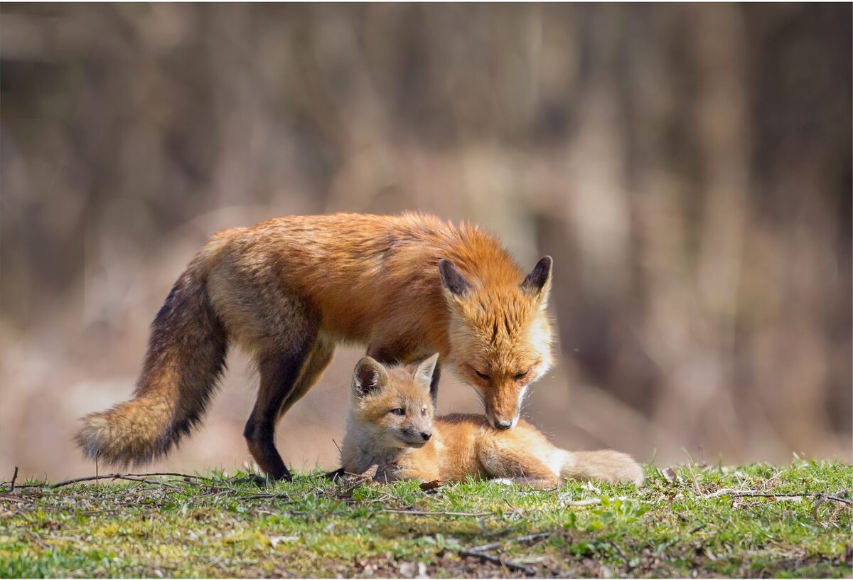 Father fox nuzzles his kit.