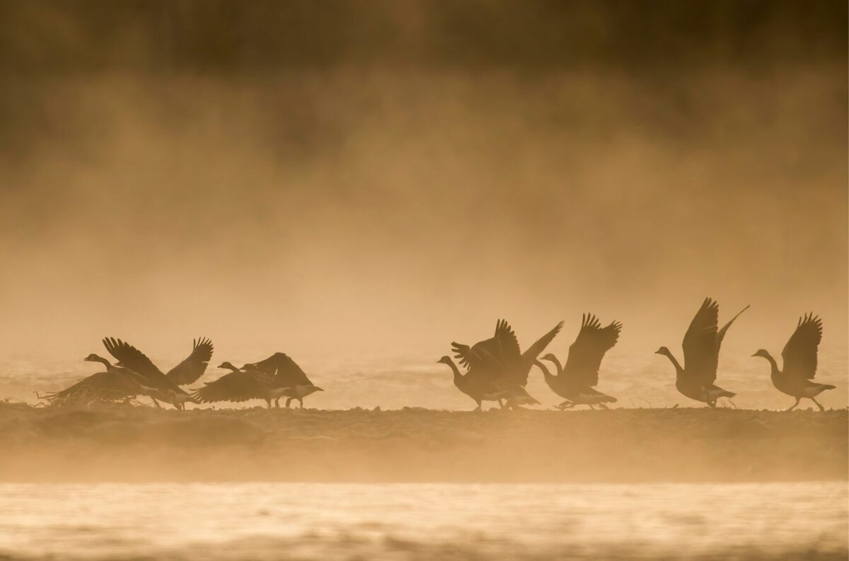 One of my favorite places on the ranch is the banks along the Snake River just at sunrise. Before the sun has come up, it's as if the world is on pause. Animals stay quiet, everything is still, and the air is crisp. But the moment the sun peeks over the Gros Ventre Range to the east, everything changes, and the day quickly unfolds as geese take flight and herds of animals march across the quickly flowing water.