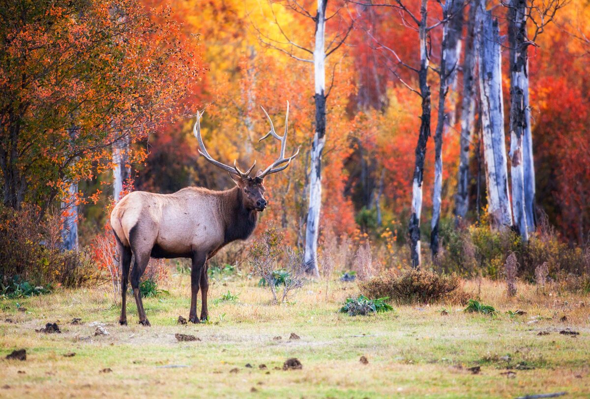 A bull elk stands among vibrant fall foliage in my parents’ front yard. He had just finished chasing a harem of females and briefly strutted against some incredible color as the sun set behind him.