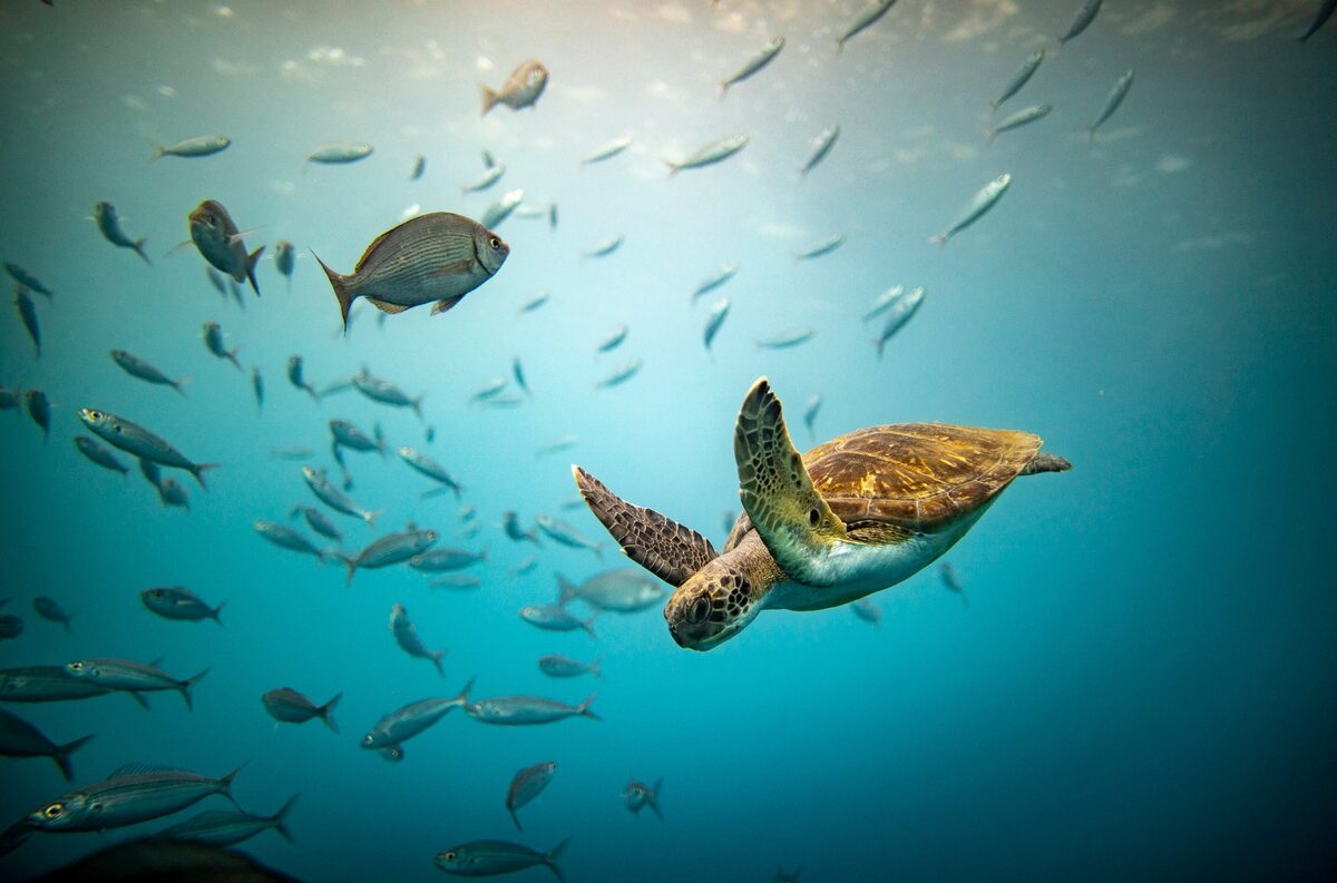 Documenting wildlife is something that I really love doing. We're in their world, and being a spectator while not upsetting their flow and movements is a must.