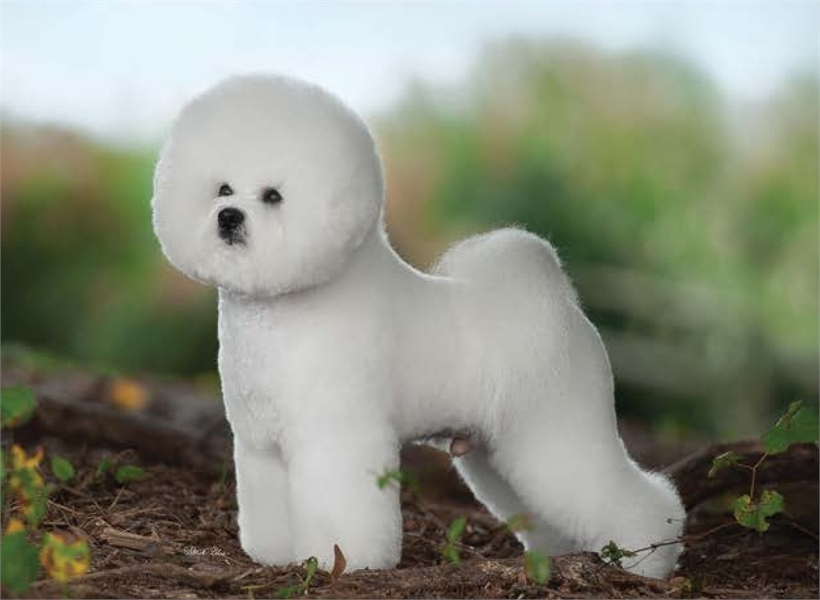 A SMALL, STURDY, WHITE POWDER PUFF OF A DOG